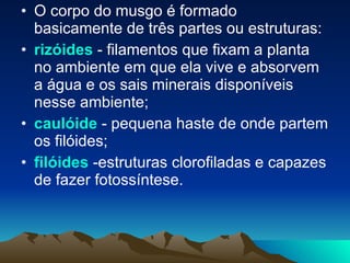 O corpo do musgo é formado basicamente de três partes ou estruturas: rizóides  - filamentos que fixam a planta no ambiente em que ela vive e absorvem a água e os sais minerais disponíveis nesse ambiente;  caulóide  - pequena haste de onde partem os filóides;  filóides  -estruturas clorofiladas e capazes de fazer fotossíntese. 