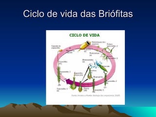 Ciclo de vida das Briófitas 
