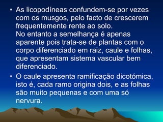 As licopodíneas confundem-se por vezes com os musgos, pelo facto de crescerem frequentemente rente ao solo.  No entanto a semelhança é apenas aparente pois trata-se de plantas com o corpo diferenciado em raiz, caule e folhas, que apresentam sistema vascular bem diferenciado.  O caule apresenta ramificação dicotómica, isto é, cada ramo origina dois, e as folhas são muito pequenas e com uma só nervura.  