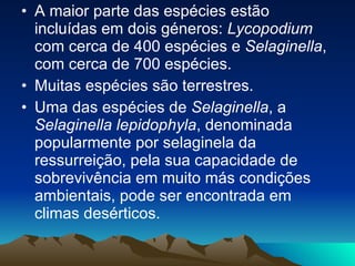A maior parte das espécies estão incluídas em dois géneros:  Lycopodium  com cerca de 400 espécies e  Selaginella , com cerca de 700 espécies. Muitas espécies são terrestres. Uma das espécies de  Selaginella , a  Selaginella lepidophyla , denominada popularmente por selaginela da ressurreição, pela sua capacidade de sobrevivência em muito más condições ambientais, pode ser encontrada em climas desérticos.  
