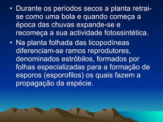 Durante os períodos secos a planta retrai-se como uma bola e quando começa a época das chuvas expande-se e recomeça a sua actividade fotossintética. Na planta folhada das licopodíneas diferenciam-se ramos reprodutores, denominados estróbilos, formados por folhas especializadas para a formação de esporos (esporofilos) os quais fazem a propagação da espécie.  
