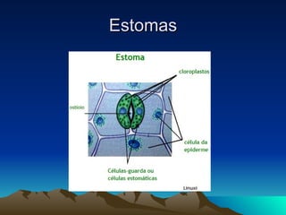 Estomas 