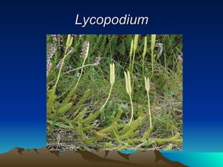 Lycopodium 