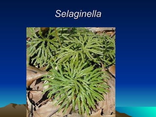 Selaginella 