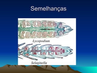 Semelhanças 