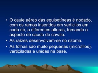 O caule aéreo das equisetíneas é nodado, com os ramos inseridos em verticilos em cada nó, a diferentes alturas, tomando o aspecto de cauda de cavalo.  As raízes desenvolvem-se no rizoma. As folhas são muito pequenas (microfilos), verticiladas e unidas na base.  