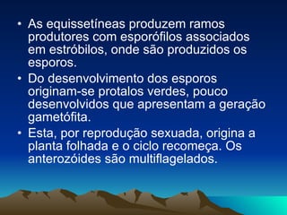 As equissetíneas produzem ramos produtores com esporófilos associados em estróbilos, onde são produzidos os esporos.  Do desenvolvimento dos esporos originam-se protalos verdes, pouco desenvolvidos que apresentam a geração gametófita.  Esta, por reprodução sexuada, origina a planta folhada e o ciclo recomeça. Os anterozóides são multiflagelados. 