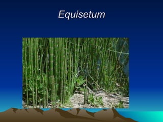Equisetum 