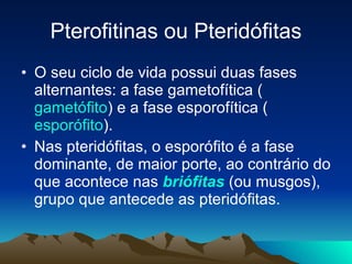 Pterofitinas ou Pteridófitas O seu ciclo de vida possui duas fases alternantes: a fase gametofítica ( gametófito ) e a fase esporofítica ( esporófito ).  Nas pteridófitas, o esporófito é a fase dominante, de maior porte, ao contrário do que acontece nas  briófitas  (ou musgos), grupo que antecede as pteridófitas. 