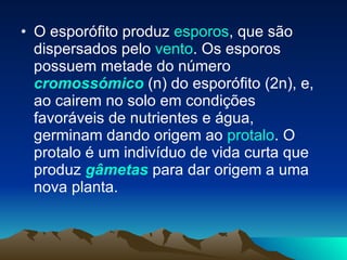 O esporófito produz  esporos , que são dispersados pelo  vento . Os esporos possuem metade do número  cromossómico  (n) do esporófito (2n), e, ao cairem no solo em condições favoráveis de nutrientes e água, germinam dando origem ao  protalo . O protalo é um indivíduo de vida curta que produz  gâmetas  para dar origem a uma nova planta.  