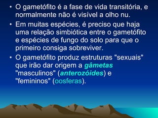 O gametófito é a fase de vida transitória, e normalmente não é visível a olho nu.  Em muitas espécies, é preciso que haja uma relação simbiótica entre o gametófito e espécies de fungo do solo para que o primeiro consiga sobreviver.  O gametófito produz estruturas "sexuais" que irão dar origem a  gâmetas  "masculinos" ( anterozóides ) e "femininos" ( oosferas ).  