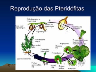 Reprodução das Pteridófitas  