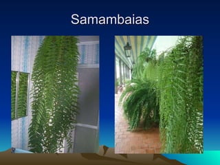 Samambaias 