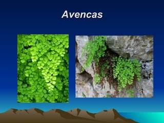 Avencas 