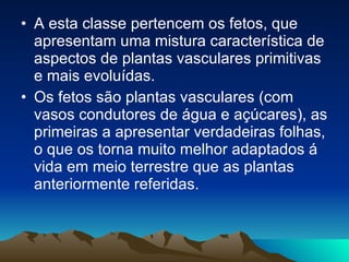 A esta classe pertencem os fetos, que apresentam uma mistura característica de aspectos de plantas vasculares primitivas e mais evoluídas. Os fetos são plantas vasculares (com vasos condutores de água e açúcares), as primeiras a apresentar verdadeiras folhas, o que os torna muito melhor adaptados á vida em meio terrestre que as plantas anteriormente referidas.   