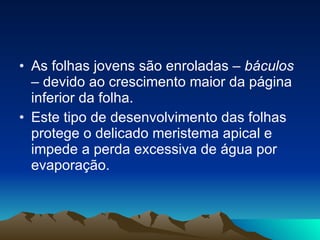 As folhas jovens são enroladas –  báculos  – devido ao crescimento maior da página inferior da folha.  Este tipo de desenvolvimento das folhas protege o delicado meristema apical e impede a perda excessiva de água por evaporação.  