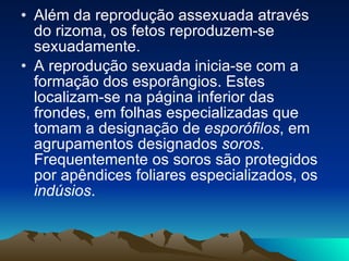 Além da reprodução assexuada através do rizoma, os fetos reproduzem-se sexuadamente. A reprodução sexuada inicia-se com a formação dos esporângios. Estes localizam-se na página inferior das frondes, em folhas especializadas que tomam a designação de  esporófilos , em agrupamentos designados  soros . Frequentemente os soros são protegidos por apêndices foliares especializados, os  indúsios .    
