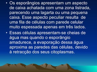 Os esporângios apresentam um aspecto de caixa achatada com uma zona listrada, parecendo uma lagarta ou uma pequena caixa. Esse aspecto peculiar resulta  de uma fila de células com parede celular muito espessada apenas em três lados.  Essas células apresentam-se cheias de água mas quando o esporângio amadurece, a evaporação dessa água aproxima as paredes das células, devido à retracção dos seus citoplasmas.  