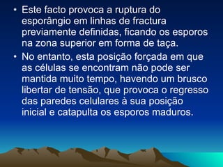 Este facto provoca a ruptura do esporângio em linhas de fractura previamente definidas, ficando os esporos na zona superior em forma de taça.  No entanto, esta posição forçada em que as células se encontram não pode ser  mantida muito tempo, havendo um brusco libertar de tensão, que provoca o regresso das paredes celulares à sua posição inicial e catapulta os esporos maduros.  