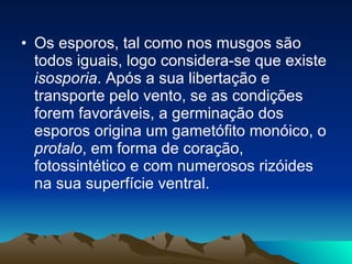 Os esporos, tal como nos musgos são todos iguais, logo considera-se que existe  isosporia . Após a sua libertação e transporte pelo vento, se as condições forem favoráveis, a germinação dos esporos origina um gametófito monóico, o  protalo , em forma de coração, fotossintético e com numerosos rizóides na sua superfície ventral. 