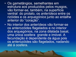 Os gametângios, semelhantes em estrutura aos produzidos pelos musgos, vão formar-se, também, na superfície ventral  do protalo, os  anterídeos  entre os rizóides e os  arquegónios  junto ao entalhe anterior do “coração”.  No interior dos anterídeos vão formar-se os anterozóides flagelados e no interior dos arquegónios, na zona dilatada basal, uma única oosfera  grande e imóvel. A fecundação é dependente da água pois os anterozóides são flagelados, nadando até á oosfera.   