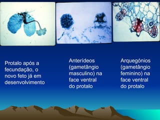 Protalo após a fecundação, o novo feto já em desenvolvimento Anterídeos (gametângio masculino) na face ventral do protalo Arquegónios (gametângio feminino) na face ventral do protalo 