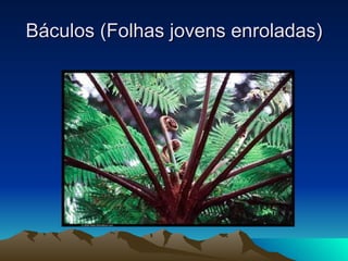 Báculos (Folhas jovens enroladas) 