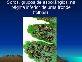 Soros, grupos de esporângios, na página inferior de uma fronde (folhas)  