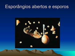 Esporângios abertos e esporos  
