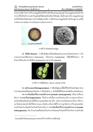 โรงเรียนมหิดลวิทยานุสรณ (องคการมหาชน)
                                     ารมหาชน)                                                       หมวดวิชาชีววิทยา
                                                                                                                  ยา
เอกสารประกอบการสอน ชว 105 (ชีววิทยา 5)                   2                      เรื่อง การสืบพันธุและการเจริญเติบโต

ทะเลบางชนิด โดยการสรางเจมมูลมีปจจัยที่เกี่ยวของคือแสงและอุณหภูมิ โดยเจมมูลของฟองน้ําเกิด
จากอารคีโอไซต1มารวมตัวกันอยูในมีโซฮิลแลวมีเปลือกไคตินหุม เมื่อตัวแมตายไป เจมมูลยังคงอยู
รอดได ซึ่งจัดเปนลักษณะการดํารงพันธุแบบหนึ่ง การฟกตัวของเจมมูลไมเกี่ยวขอกับฤดูกาล แตเชื่อ
วาเกิดจากความตองการภายในและความตองการอาหาร




                                           ภาพที่ 2 ลักษณะของเจมมูล

            1.2 ฟสชัน (fission) การสืบพันธุแบบนี้เซลลพอแมจะแบงออกเปนสองสวนเทา ๆ กัน
การแบงอาจแบงไดตามขวาง (transverse) หรือตามยาว (longitudinal) ไดสิ่งมีชีวิตใหม 2 ตัว
ตัวอยางที่พบเชน พารามีเซียม (paramecium) พลานาเรีย (planaria)




                               ภาพที่ 3 การฟสชั่นของ วอลวอก และพลานาเรีย

           1.3 แฟรกแมนเทชัน(fragmentation) การสืบพันธุแบบนี้สิ่งมีชีวิตตัวใหมเจริญจากสวน
รางกายของพอแมที่หลุดออกเปนทอน ๆ หรือเปนสวน ๆ พบในสิ่งมีชีวิตหลายเซลลเชน หนอนตัวแบน
           1.4 การเกิดเอ็มบริโอจากเซลลรางกาย (somatic embryogenesis) หรือบางครั้งอาจ
เรียกวา การงอกใหม (regeneration) ซึ่งจริงๆ แลวนั้นการงอกใหมหมายถึง ความสามารถในการ
งอกใหมเพื่อเสริมสรางสวนที่ไดรับบาดแผลหรือขาดหายไป เชนการงอกใหมของหางจิ้งจก หรือการ
งอกใหมของฟองน้ําเมื่อไดรับบาดแผล เปนตน แตในกรณีที่รางกายถูกตัดขาด หรือกลุมเซลลมา
รวมตัวกันแลวเจริญเติบโตเปนตัวใหมจะเรียกวา การเกิดเอ็มบริโอจากเซลลรางกาย (somatic
embryogenesis) เชน ถาแยกเซลลในฟองน้ําออกจากกันหมดแลวปลอยทิ้งไวจะเกิดการรวมตัวเปน

1
    เปนเซลลอมีโบไซม(amoebocyte) ของฟองน้ําที่ทําหนาที่สรางเซลลสืบพันธุ
 