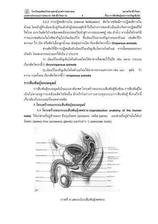 โรงเรียนมหิดลวิทยานุสรณ (องคการมหาชน)
                                     ารมหาชน)                                                 หมวดวิชาชีววิทยา
                                                                                                            ยา
เอกสารประกอบการสอน ชว 105 (ชีววิทยา 5)               4                    เรื่อง การสืบพันธุและการเจริญเติบโต

                 3.2.2 การปฏิสนธิภายใน (internal fertilization) สัตวบางชนิดมีการปฏิสนธิภายใน
ตัวแม โดยตัวผูตัวเมียจะจับคูกันแลวตัวผูปลอยอสุจิเขาไปในรางกายของตัวเมียแลวเกิดการปฏิสนธิได
                                           
ไซโกต (ยกเวนสัตวบางชนิดเพศเมียจะปลอยไขเขาสูรางกายของเพศผู เชน มาน้า) จากนั้นไซโกตก็มี
                                                                               ํ
การแบงเซลลแบบไมโอซิสเจริญไปเปนเอ็มบริโอ ซึ่งเอ็มบริโออาจเจริญภายนอกตัวแม เชนสัตวปก
พวกนก ไก เปด หรือสัตวเลี้ยงลูกน้ํานม เชนตุนปากเปด เรียกสัตวพวกนี้วา Oviparous animals
                 สวนสัตวที่มีการปฏิสนธิแลวเอ็มบริโอเจริญเติบโตภายในตัวแม จากนั้นคลอดออกมา
เปนตัว โดยสามารถแบงออกไดเปน 2 ประเภท
                 1) เอ็มบริโอเจริญเติบโตในตัวแมโดยไดอาหารที่สะสมไวในไข เชน ฉลาม กระเบน
เรียกสัตวพวกนี้วา Ovoviviparous animals
                 2) เอ็มบริโอเจริญเติบโตในตัวแมโดยไดอาหารจากแมทางรก เชน แมว สุนัข วัว
ควาย รวมทั้งคน เรียกสัตวพวกนี้วา viviparous animals
การสืบพันธุของมนุษย
         การสืบพันธุของมนุษยเปนแบบอาศัยเพศ โครงสรางของระบบสืบพันธุซับซอน การสืบพันธุไม            
เป น ไปตามฤดู ก าลเหมื อ นสั ต ว ช นิ ด อื่ น มี ก ลไกในร า งกายควบคุ ม ระบบการสื บ พั น ธุ ซึ่ ง กลไกนี้
เกี่ยวของกับระบบฮอรโมนหลายชนิด
         1. โครงสรางของระบบสืบพันธุของมนุษย
            1.1 โครงสรางของระบบสืบพันธุเพศชาย (reproduction anatomy of the human
male) ไดแกสวนที่อยูดานนอก คือถุงอัณฑะ (scrotum) เพนิส (penis) และสวนที่อยูดานในไดแก
อัณฑะ (testes) ตอม (accessory glands) และทอตาง ๆ (associate ducts)




                                  ภาพที่ 4 แสดงอวัยวะสืบพันธุเพศชาย
 
