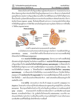 โรงเรียนมหิดลวิทยานุสรณ (องคการมหาชน)
                                     ารมหาชน)                                                         หมวดวิชาชีววิทยา
                                                                                                                    ยา
เอกสารประกอบการสอน ชว 105 (ชีววิทยา 5)                     5                      เรื่อง การสืบพันธุและการเจริญเติบโต

              อัณฑะเปนโครงสรางที่เจริญและพัฒนาอยูในชองทองของทารก กอนคลอดประมาณ 2
เดือน อัณฑะจะถูกดันจากชองทองใหเขาไปอยูในถุงอัณฑะนอกรางกาย เนื่องจากภายในชองทองมี
อุณหภูมิไมเหมาะสมตอการเจริญและพัฒนาของเสปรม ในกรณีที่อัณฑะออกมาไมได ในที่สุดชายคน
นั้นจะเปนหมัน ถุงอัณฑะมีลักษณะยื่นออกมานอกชองทองและมีชองทางติดตอกับชองทอง เรียกวา
ชองอินกวัยนอล (inguinal canals) ซึ่งเปนชองที่คอนขางเปราะบาง การยกของหนักเกินไปอาจมีผล
ทําใหเยื่อที่คลุมอยูฉีกขาด ทําใหลําไสบางสวนไหลไปอุดบริเวณปากถุงอัณฑะ ซึ่งเรียกอาการที่เกิดขึ้น
วา ไสเลื่อน (ingunial hernia)




                              ภาพที่ 5 แสดงสวนประกอบขององคชาติ และอัณฑะ
              ภายในอัณฑะประกอบดวยทอขนาดเล็กมวนขดอยูภายในเรียกวา ทอเซมินิเฟอรัสทิวบูล
(seminiferous tubules) ทําหนาที่สรางเสปรม ซึ่งจะตองผานกระบวนการแบงเซลลสืบพันธุ
หรือสเปอรมาโทเจีนีซิส(spermatogenesis)
                    1.1.1 สเปอรมาโทจีนีซีส (spermatogenesis) เปนกระบวนการสรางเซลลสืบพันธุ
เมื่อเพศชายเขาสูวัยเจริญพันธุ โดยเริ่มตนจากเซลลที่เรียกวา สเปอรมาโทโกเนีย (spermatogonia)
เจริญและพัฒนาไปเปน สเปอรมาโทไซต ขันที่หนึ่ง (primary spermatocyte) จากนั้นสเปอรมาโท
ไซตขั้นที่หนึ่งจะเขาสูกระบวนการสรางเซลลสืบพันธุโดยการแบงเซลลแบบไมโอซีส (meiosis) เปน
ระยะไมโอซีสขั้นแรก (meiosis I) ไดเซลลใหมเรียกวา สเปอรมาโทไซต ขั้นที่สอง (secondary
spermatocyte) จากนั้นสเปอรมาโทไซตขั้นที่สอง จะแบงเซลลตอไปในระยะ ไมโอซีส ขั้นที่สอง
(meiosis II) ได เซลลสเปอรมาทิด (spermatid) ในการแบงเซลลสืบพันธุแตละครั้งนั้น สเปอรมาโท
ไซต ขั้นที่หนึ่ง 1 เซลล เมื่อแบงแลวจะไดสเปอรมาทิด 4 เซลล แตละซลลจะเปลี่ยนแปลงรูปรางได
เซลลสเปรม ตอไป
                    1.1.2 สเปรม ประกอบดวย 3 สวน คือ หัว (head) คอ และลําตัว (midpiece) หาง
(flagellum) โดยสวนหัวภายในบรรจุไวดวยนิวเคลียสและปลายสุดของหัวถูกหอหุมไวดวย อะโครโซม
(acrosome) ซึ่งบรรจุเอนไซมสําหรับเขาเจาะไข อะโครโซมนั้น ถูกเปลี่ยนมาจากกอลจิคอมแพล็กซ
(golgi complex)                สวนคอและลําตัว สวนนี้ตรงกลางมีแกนเรียกวา แอกเซียลฟลาเมนต (axial
filament) ตรงคอมีเซนโทรโซม 2 อัน ถูกพันดวยไมโทคอนเดรีย (mitochondria) แบบเกลียว และ
เป น แหล ง ให พ ลั ง งานสํ า หรั บ การเคลื่ อ นที่ ข องสเป ร ม ส ว นแกนมี เ ยื่ อ หุ ม ไว ส ว นหางคื อ ส ว นของ
แอกเซียลฟลาเมนตที่ไมมีเยื่อหุม มีหนาที่สําหรับการเคลื่อนที่
 