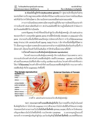 โรงเรียนมหิดลวิทยานุสรณ (องคการมหาชน)
                                     ารมหาชน)                                          หมวดวิชาชีววิทยา
                                                                                                     ยา
เอกสารประกอบการสอน ชว 105 (ชีววิทยา 5)          8                  เรื่อง การสืบพันธุและการเจริญเติบโต

                3) ตอมบัลโบยูรีทรัล (bulbourethal glands) มี 1 คูขนาดเล็กเชื่อมตอกับสวน
ของทอปสสาวะบริเวณฐานของเพนิส หลั่งเมือกที่เปนยางเหนียวออกมากอนการหลั่งของซีเมน
หนาที่เขาใจวาทําใหทอปสสาวะ มีความเปนกลางและหลอลื่นสวนปลายของเพนิส
            ภาวะการเปนหมันของเพศชายมีสาเหตุหลักอยูที่ปริมาณการผลิตสเปรมออกมาต่ํา
กวาระดับปกติ เชนชายมีสเปรมต่ํากวา 35 ลานเซลลตอซีซี จัดวาอยูในขั้นผิดปกติ ถานอยกวา
30 ลานเซลลตอซีซี ถือวาเปนหมัน
            องคชาติ(penis) ทําหนาที่สงสเปรมเขาสูอวัยวะสืบพันธุเพศหญิง บริเวณสวนปลาย
พองออกเรียกวา แกลนเพนิส (glands penis) สวนนี้มีหนังหอหุม (foreskin or prepuce)ภายใน
penis ประกอบดวยเนื้อเยื่อที่มีลักษณะยืดหยุน 3 มัดคลายตัวเรียกวา คารเวอรนัส(carvernous
body) จํานวน 2 มัด และสปองจีบอดี (spong body) จํานวน 1 มัด กลามเนื้อมัดนี้หุมที่ปสสาวะ
ไว เมื่อชายถูกกระตุนทางเพสจะมีกระแสประสาทเขามากระตุนใหเสนเลือดในกลามเนื้อทั้ง 3
มัดคลายตัว เลือดจะไหลเขาไปคั่งในเสนเลือด ทําใหกลามเนื้อขยายขนาดขึ้นได
            1.2 โครงสรางของระบบสืบพันธุเพศหญิง(female reproduction)
                โครงสรางของระบบสืบพันธุของเพศหญิง มีความซับซอนกวาของเพศชาย เพราะ
ประกอบดวยโครงสรางสําหรับสรางเซลลสืบพันธุหรือ เซลลไข (immature gamete) รองรับสเปรม
สรางฮอรโมนเพศและเปนที่ฝงตัวเพื่อการเจริญ และพัฒนาของตัวออน โครงสรางที่ทําหนาที่ดังกลาว
ไดแก รังไข(ovaries) โครงสรางนี้ทําหนาที่สรางฮอรโมนและเซลลสืบพันธุหรือไข กระบวนการสราง
เซลลสืบพันธุ หรือไข (oogenesis) เกิดขึ้นที่นี่




                       ภาพที่ 9 แสดงสวนประกอบของอวัยวะสืบพันธุเพศหญิง
                                                               

                 1.2.1 กระบวนการสรางเซลลสืบพันธุหรือไข เริ่มจากเซลลที่จะเจริญไปเปนเซลล
สืบพันธุหรือเรียกวา โอโอโกเนีย (oogonia) จากการศึกษาพบวาโอโอโกเนียนี้มีในรังไขของทารกหญิง
กอนคลอดเปนจํานวนมากและไปเปนโอโอไซต ขั้นที่หนึ่ง (primary oocyte) เมื่อถึงเวลาใกลคลอดจะ
เจริญและพัฒนาเปนโอโอไซตขั้นที่หนึ่ง ระยะโพรเฟส I (prophase I) และจะหยุดอยูในระยะนี้
จนกระทั่ง ทารกเพศหญิงเจริญเขาสูวัยรุน และวัยเจริญพันธุ โอโอไซต ขั้นที่หนึ่ง และเซลลที่ลอมรอบ
 
