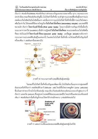 โรงเรียนมหิดลวิทยานุสรณ (องคการมหาชน)
                                     ารมหาชน)                                            หมวดวิชาชีววิทยา
                                                                                                       ยา
เอกสารประกอบการสอน ชว 105 (ชีววิทยา 5)           9                   เรื่อง การสืบพันธุและการเจริญเติบโต

เรี ย กว า ฟอลลิ เ คิ ล (follicle) ฟอลลิ เ คิ ล บางส ว นจะเจริ ญ และขยายขนาดขึ้ น ทุ ก ๆ รอบของวงจร
ประจําเดือน ขณะที่ฟอลลิเคิลเจริญขึ้น โอโอไซต ขั้นที่หนึ่ง จะเขาสูการแบงเซลลสืบพันธุโดยการแบง
เซลลแบบไมโอซิสเปนไมโอซิสขั้นแรก แตเนื่องจากการแบงโอโอไซต ขั้นที่หนึ่งนี้มีการแบงไซโตพลา-
สซึมไมเทากัน ไดเซลลลที่มีขนาดใหญเรียกโอโอไซต ขั้นที่สอง (secondary oocyte) และเซลลที่มี
ขนาดเล็ก เรียกวา โพลารบอดี ที่หนึ่ง (first polar body) โดยมากเมื่อมีการเจริญมาถึงขั้นนี้จะถึง
ระยะเวลาการตกไข (ovulation) เมื่อมีการปฏิสนธิ โอโอไซต ขั้นที่สอง จะแบงเซลลระยะไมโอซีสขั้น
ที่สอง ตอไปและให โพลารบอดี ที่สอง (second polar body) และโอวูม (ovum) จะสังเกตวา
กระบวนการแบงเซลลสืบพันธุในแตละครั้ง ในแตละโอโอไซต ขั้นที่หนึ่ง จะใหเซลลไขที่เจริญเต็มที่
ครั้งละเพียง 1 เซลลนอกนั้นจะสลายไป




                          ภาพที่ 10 กระบวนการสรางเซลลสบพันธุเพศหญิง
                                                        ื

                 ในขณะที่โอโอไซต ขั้นที่หนึ่งเจริญและพัฒนานั้น โอโอไซตจะเริ่มแยกจากกลุมเซลลที่
ลอมรอบหรือที่เรียกวา เซลลฟอลิคิวลาร (follicular cell) โดยมีชั้นโซนาเพลลูซิดา (zona pellucida)
ซึ่ งเป นสารจําพวกไกลโคโปรตีนหอหุม ขณะเดีย วกันฟอลลิเ คิ ล จะผลิ ต ของเหลวเข าสูชองว าง ที่
เรียกวา แอนทรัม (antrum) ซึ่งอยูระหวางเซลลที่ลอมรอบและเซลลไข โดยปกติในแตละรอบเดือนจะมี
เพียง 1 ฟอลลิเคิลเทานั้นที่เจริญถึงระยะไขตกได สวนอีกหลาย ๆ ฟอลลิเคิลจะฝอไป




                 ภาพที่ 11 แสดงการเปลี่ยนแปลงของเซลลสืบพันธุเพศหญิงในรังไข
 