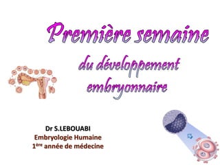 Dr S.LEBOUABI
Embryologie Humaine
1ère année de médecine
 