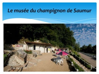 Le musée du champignon de Saumur
 