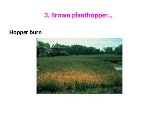 Rice crop pest. 5th Sem BSc Agriculture Science | PPT