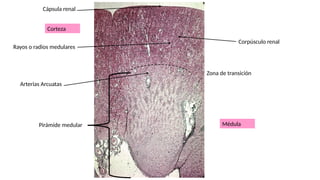 Anatomía y Estructura del Riñón: Componentes Clave y Funciones | PPTX