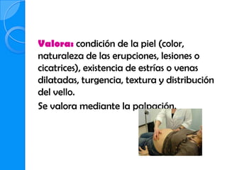 Valora: condición de la piel (color,
naturaleza de las erupciones, lesiones o
cicatrices), existencia de estrías o venas
dilatadas, turgencia, textura y distribución
del vello.
Se valora mediante la palpación.
 
