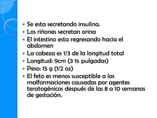    Se esta secretando insulina.
   Los riñones secretan orina
   El intestino esta regresando hacia el
    abdomen
   La cabeza es 1/3 de la longitud total
   Longitud: 9cm (3 ½ pulgadas)
   Peso: 15 g (1/2 oz)
   El feto es menos susceptible a las
    malformaciones causadas por agentes
    teratogénicos después de las 8 a 10 semanas
    de gestación.
 