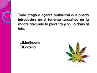 Toda droga o agente ambiental que pueda
introducirse en el torrente sanguíneo de la
madre atraviesa la placenta y causa daño al
feto.


Marihuana
Cocaína
 