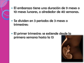    El embarazo tiene una duración de 9 meses o
    10 meses lunares, o alrededor de 40 semanas.

   Se dividen en 3 periodos de 3 meses o
    trimestres:

   El primer trimestre: se extiende desde la
    primera semana hasta la 13
 