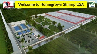 Welcome to Homegrown Shrimp USA
 