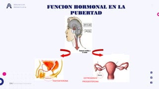 9
EA / Universidad Corporativa
Educación
Adventista
TESTOSTERONA
ESTROGENOS
PROGESTERONA
FUNCION HORMONAL EN LA
PUBERTAD
 