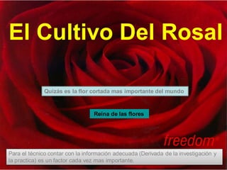 El Cultivo Del Rosal
Quizás es la flor cortada mas importante del mundo
Reina de las flores
Para el técnico contar con la información adecuada (Derivada de la investigación y
la practica) es un factor cada vez mas importante.
 