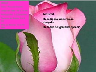 Amistad
Rosa ligero: admiración,
simpatía
Rosa fuerte: gratitud, aprecio
VOGUE
Color: Rosado bicolor
Largo de Tallo: 50 a 70 cm
Producción: 1.2 f/pta/mes
Tamaño de Botón: 4 a 5
cm
Vida en florero: 12 a 14
días
 