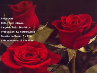 FREEDOM
Color: Rojo intenso
Largo de Tallo: 70 a 90 cm
Producción: 1.3 flore/pta/mes
Tamaño de Botón: 5 a 7 cm
Vida en florero: 12 a 14 días
 