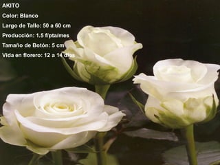 AKITO
Color: Blanco
Largo de Tallo: 50 a 60 cm
Producción: 1.5 f/pta/mes
Tamaño de Botón: 5 cm
Vida en florero: 12 a 14 días
 