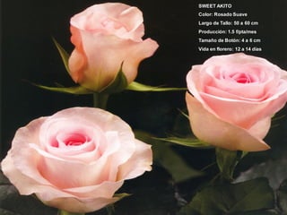 SWEET AKITO
Color: Rosado Suave
Largo de Tallo: 50 a 60 cm
Producción: 1.5 f/pta/mes
Tamaño de Botón: 4 a 6 cm
Vida en florero: 12 a 14 días
 
