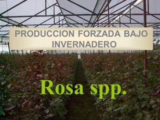 PRODUCCION FORZADA BAJO
INVERNADERO
Rosa spp.
 